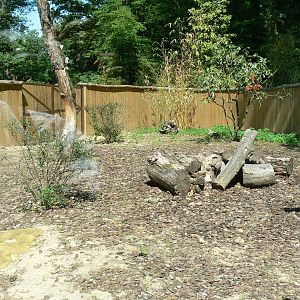 Peruvia - Giant anteaters exhibit