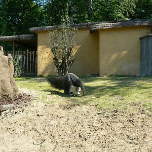 Peruvia - Tapirs and giant anteaters mixed exhibit