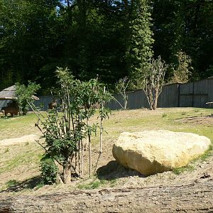 Peruvia - Tapirs and giant anteaters mixed exhibit