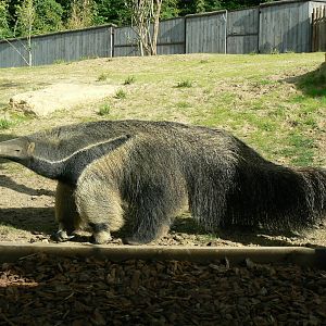 Peruvia - Giant anteater
