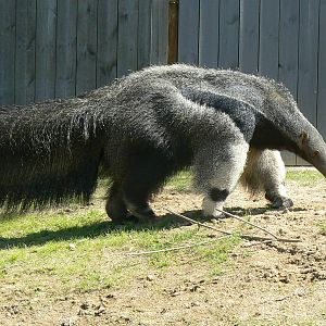 Peruvia - Giant anteater