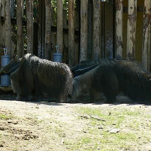 Peruvia - Giant anteater enrichment