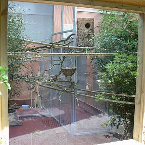 Peruvia - White-lipped tamarins and grey-winged trumpeters house