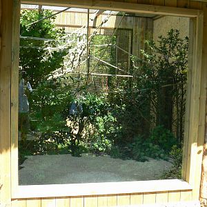 Peruvia - White-lipped tamarins and grey-winged trumpeters exhibit