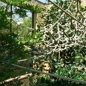 Peruvia - Silvery marmosets exhibit