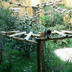 Peruvia -Common marmosets and white-faced sakis exhibit