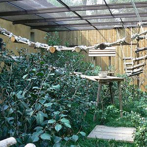 Peruvia - Common marmosets and white-faced sakis exhibit