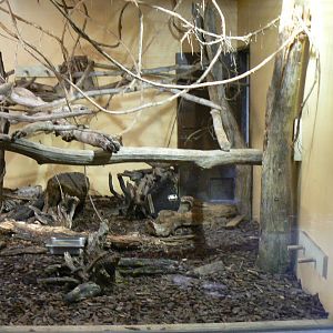 Peruvia - Southern tamanduas and cotton-top tamarins house