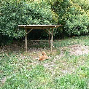 Maned wolves exhibit