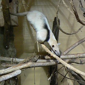 Peruvia - Southern tamandua