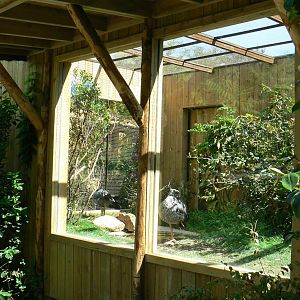 Peruvia - Southern screamers exhibit