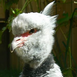 Peruvia - Southern screamer