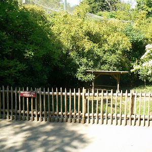 Maned wolves exhibit