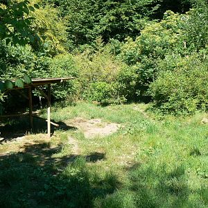 Maned wolves exhibit