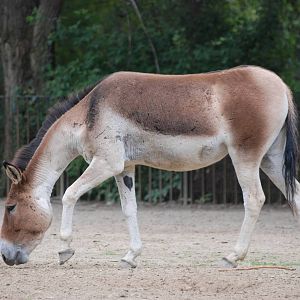 Eastern Kiang at Tierpark Berlin, 30/08/11
