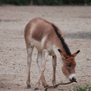 Eastern Kiang Foal at Tierpark Berlin, 30/08/11