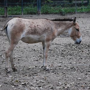 Kulan at Tierpark Berlin, 30/08/11