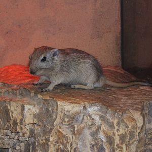 Fat Sand Rat (Psammomys obesus)