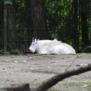 Rocky Mountain Goat at Tierpark Berlin, 30/08/11