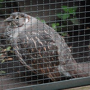 Himalayan Snowcock at Tierpark Berlin, 30/08/11