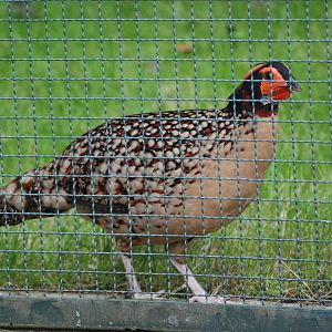 Cabot's Tragopan at Tierpark Berlin, 30/08/11