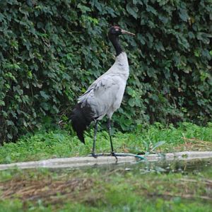 Black-necked Crane at Tierpark Berlin, 30/08/11