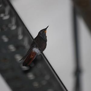 Ruby Topaz Hummingbird at Tierpark Berlin, 30/08/11