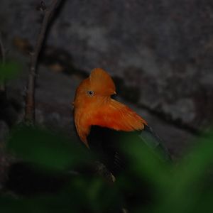 Andean Cock-of-the-Rock at Tierpark Berlin, 30/08/11