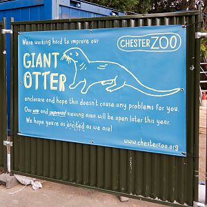 Giant Otter Development - 07/09/2011
