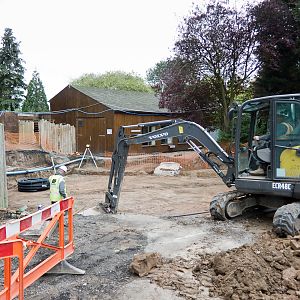 Giant Otter Development - 07/09/2011