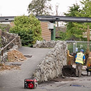 Tiger Raised Viewing Construction - 07/09/2011