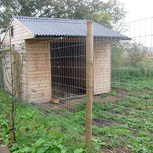 Sitatunga (?) - 06/09/2011