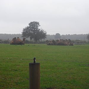 Bactrian Camels - 06/09/2011