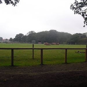 Bactrian Camel Enclosure - 06/09/2011