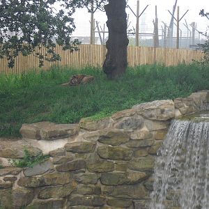 Siberian Tiger - 06/09/2011