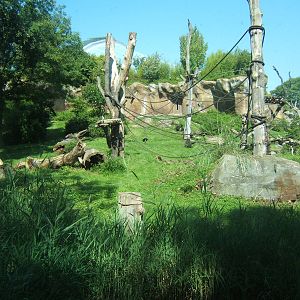 View of Gorilla exhibit