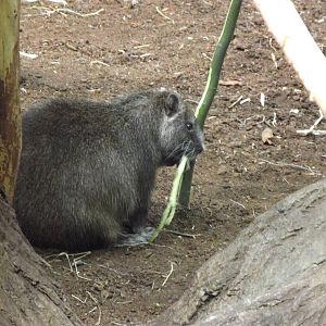 desmarests hutia 070511