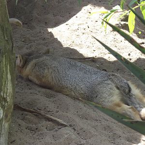 little kit fox 070511