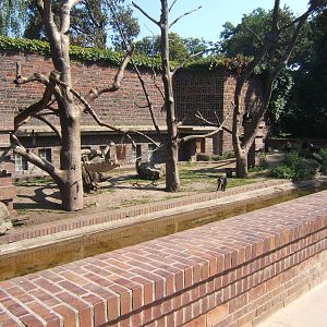 Lion-tailed macaque exhibit