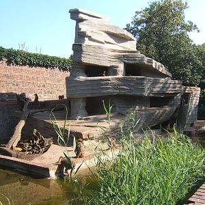 Hamadryas Baboon exhibit