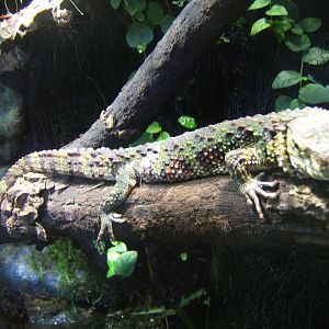 Chinese Crocodile Lizard (Shinisaurus crocodilurus)
