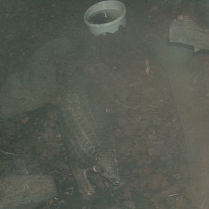 Chinese Pangolin (Manis pentadactyla)