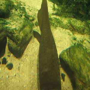 Australian Lungfish (Neoceratus forsteri)