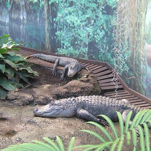 American Alligators