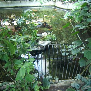 Cuviers Dwarf Caiman exhibit