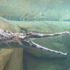 False Gharial (Tomistoma schlegelii)
