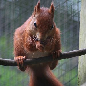 Red squirrel