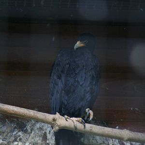 Verreaux's eagle