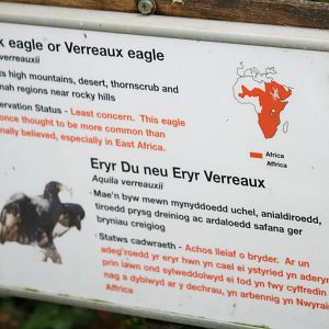 Verreaux's eagle sign