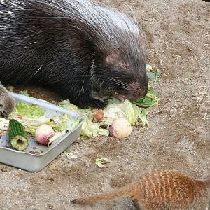 Crested porcupine and meerkats